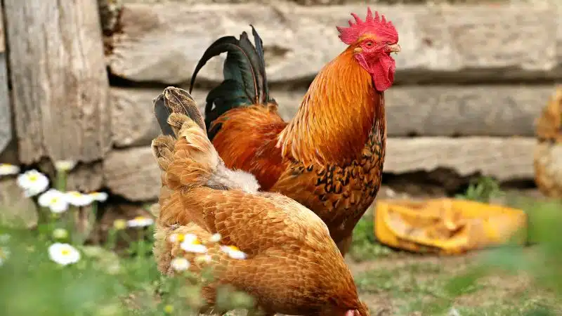 Tìm hiểu về gà thần kê và gà linh kê 4 Tìm hiểu về gà thần kê và gà linh kê