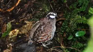 Tìm hiểu về giống chim cút