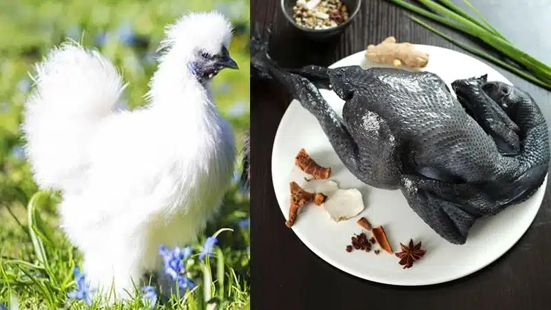 Tìm hiểu về giống gà ác: cân nặng, giá bán và kỹ thuật nuôi 4 Tìm hiểu về giống gà ác: cân nặng, giá bán và kỹ thuật nuôi