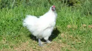 Tìm hiểu về giống gà ác: cân nặng, giá bán và kỹ thuật nuôi