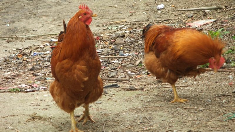 Tìm hiểu về giống gà chíp - giống gà tàu chân lùn độc đáo 6 Tìm hiểu về giống gà chíp - giống gà tàu chân lùn độc đáo