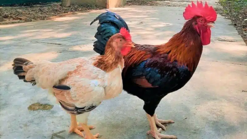 Tìm hiểu về giống gà mía thuần chủng và gà mía lai 4 Tìm hiểu về giống gà mía thuần chủng và gà mía lai