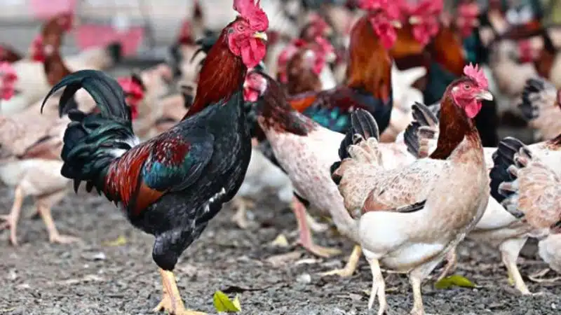 Tìm hiểu về giống gà mía thuần chủng và gà mía lai 6 Tìm hiểu về giống gà mía thuần chủng và gà mía lai