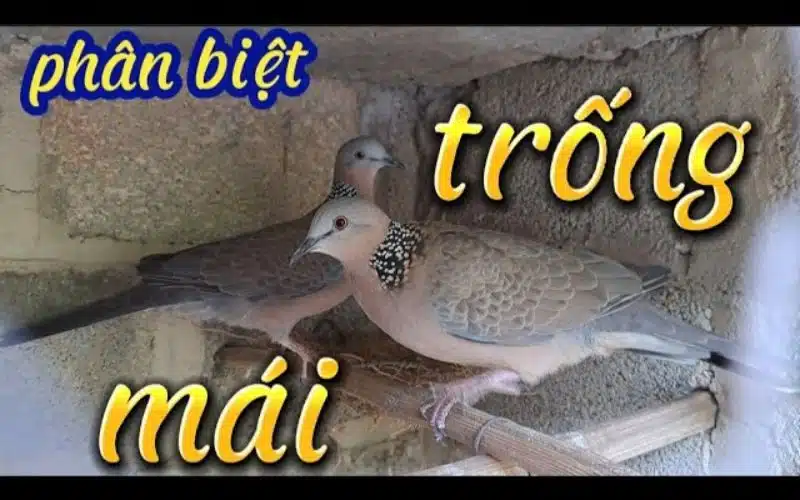 Cách phân biệt cu gáy trống mái