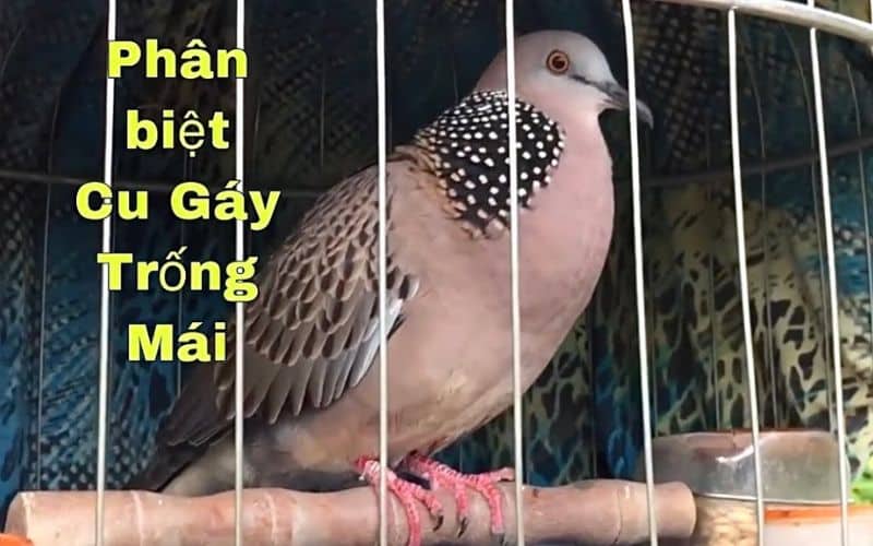 Cách phân biệt cu gáy trống mái