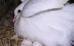 Chim bồ câu ấp bao nhiêu ngày thì nở